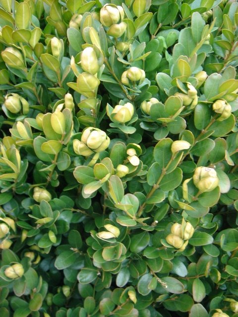 Buxus sempervirens 'Suffruticosa'
